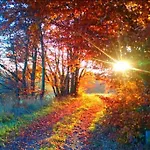 Casa de Férias Ruhiges Am Waldrand Mit Sauna Und Kamin - Hellaberg Ii *